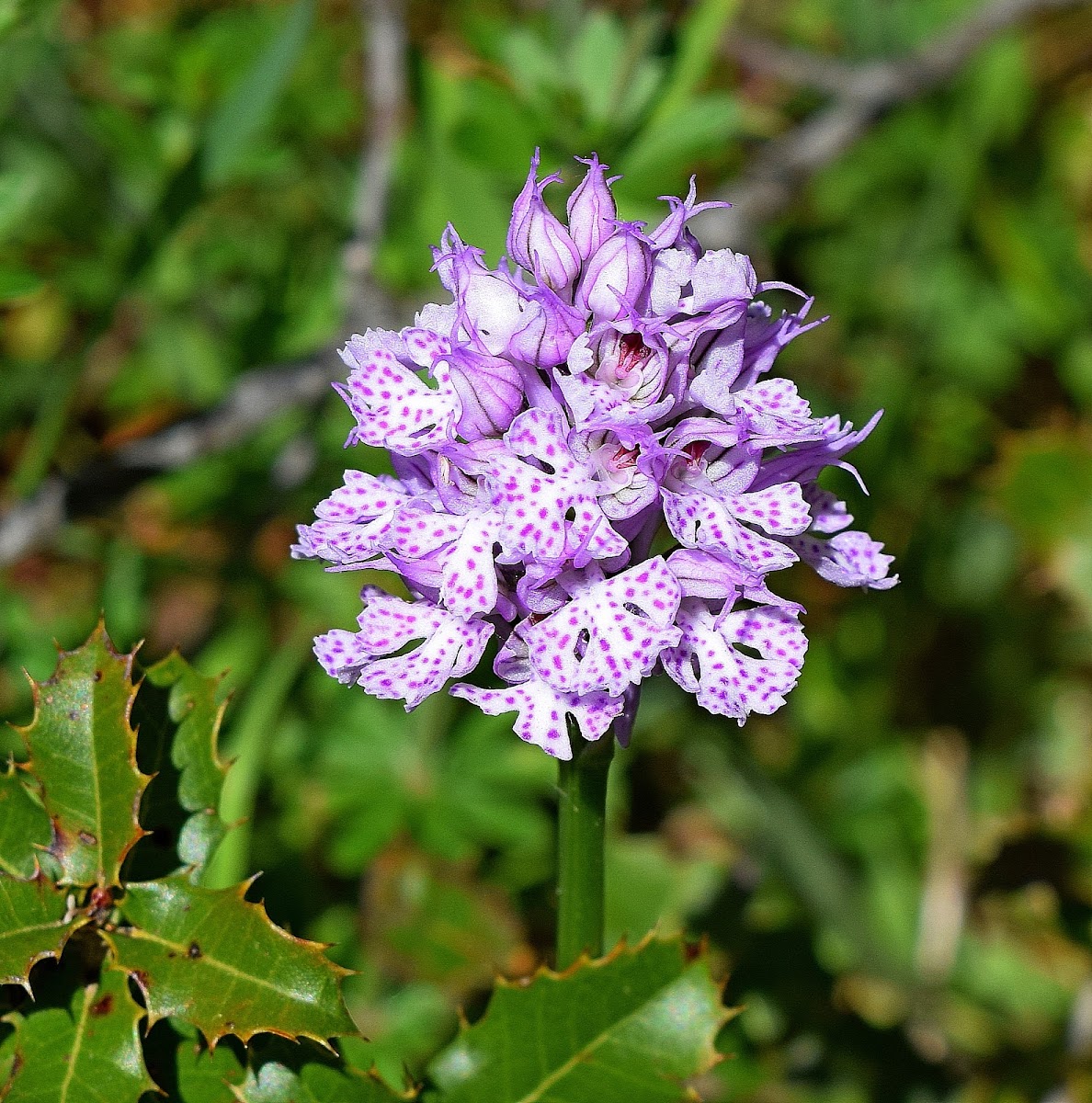 Three-toothed Orchid