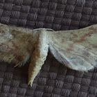 Moth