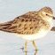 Least Sandpiper