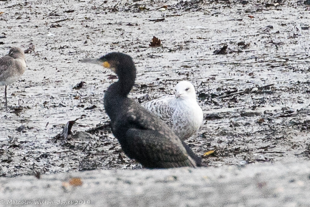 Cormorant