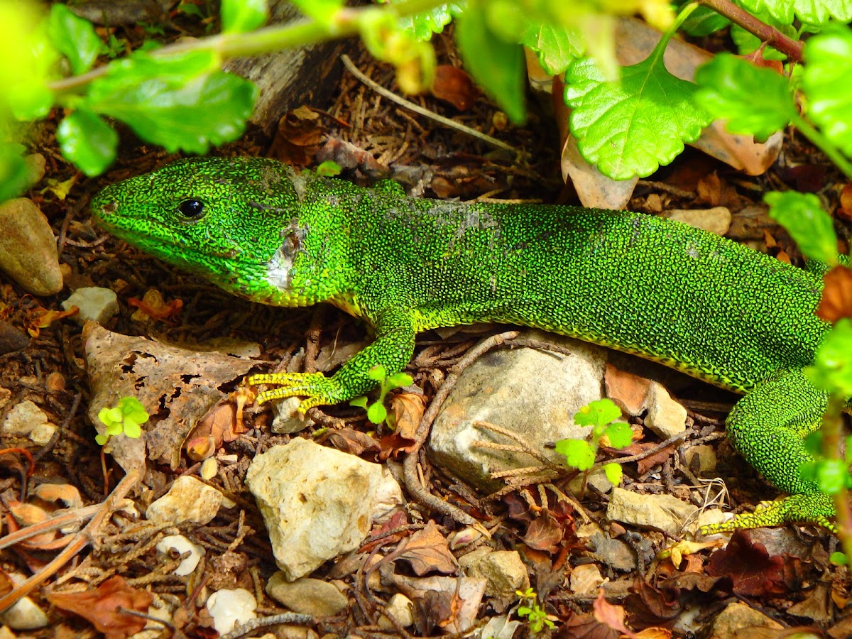 Balkan Emerald Lizard