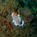 Maritime Hypselodoris