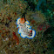 Maritime Hypselodoris