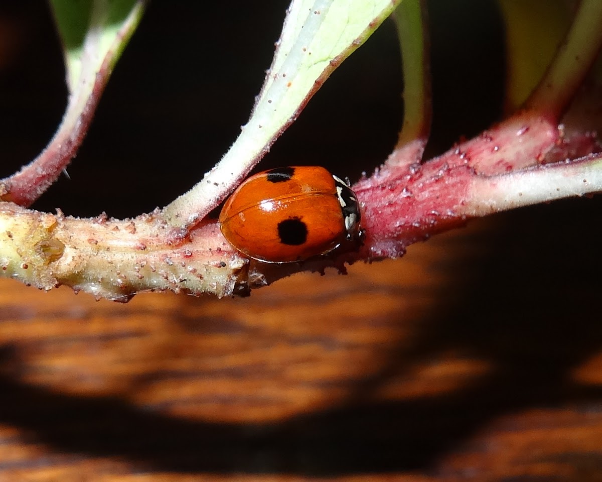 Two Spotted Ladybird