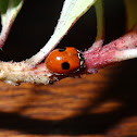 Two Spotted Ladybird