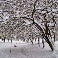 Un mattino d'inverno, nel parco....  di 