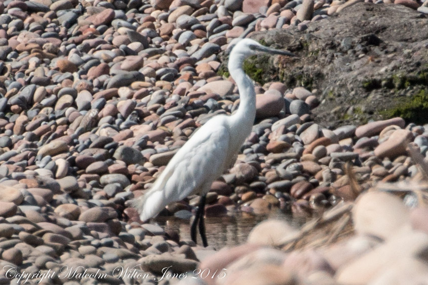 Little Egret; Garceta Común