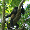 Mantled Howler Monkey