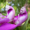 Myrtle-leaf milkwort. Lechera del Cabo