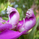 Myrtle-leaf milkwort. Lechera del Cabo