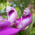 Myrtle-leaf milkwort. Lechera del Cabo