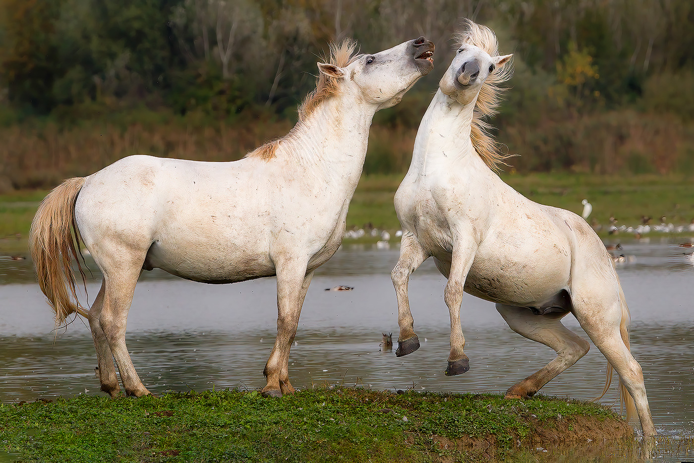 Horses - Patty Smith di Blondy