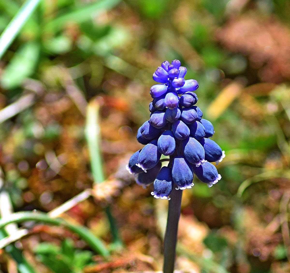 Starch Grape Hyacinth