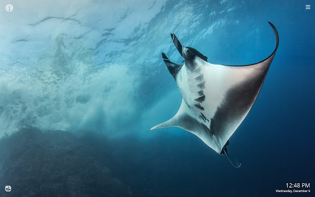 Manta Ray HD Wallpapers New Tab Theme