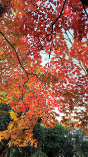 Hiroshima Castle, some great autumn color still inside the grounds in late November 2018