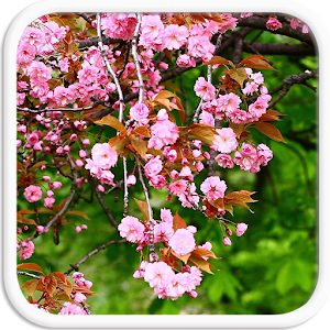 Download Pink Flowers Live Wallpapers For PC Windows and Mac