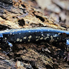 Western slimy salamander