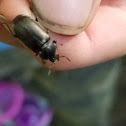 unidentified beetle