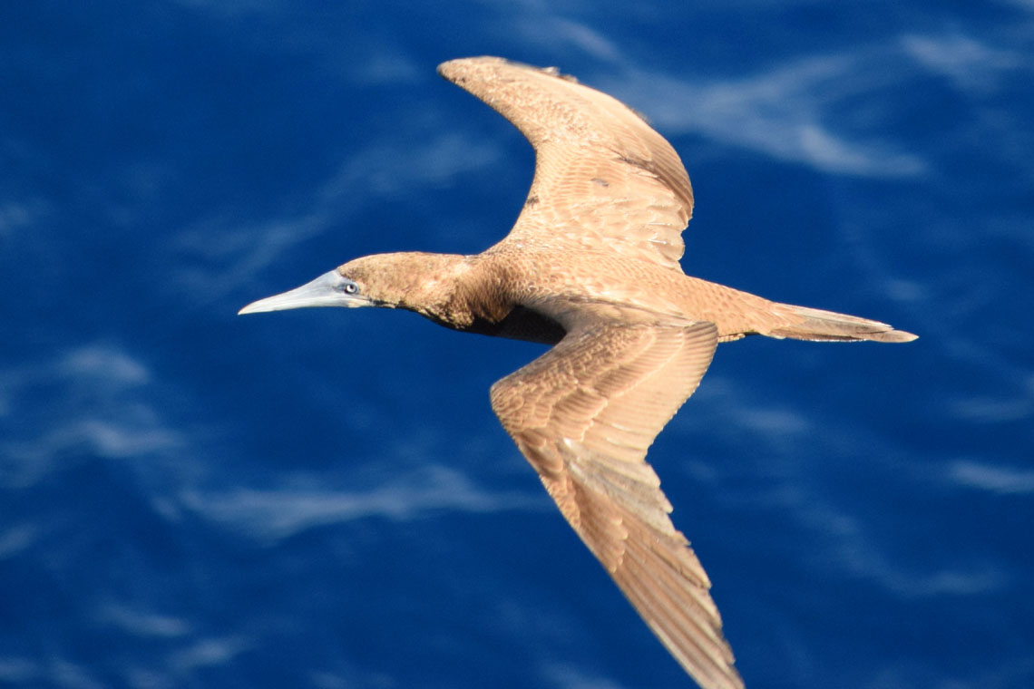 Brown Booby (Juvenile)