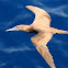 Brown Booby (Juvenile)