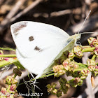 Small White