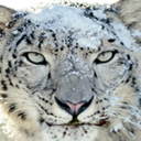 snow leopard Chrome extension download