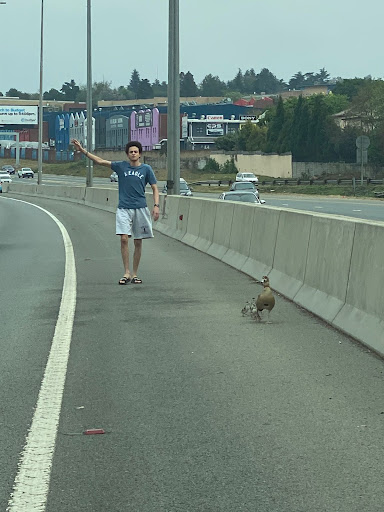 Brenday Murray of the Owl Rescue Centre in Hartebeespoort heads out to rescue a mother goose and her three babies as they try to cross the busy N1 highway near Strijdom Park in Randburg.