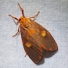 Barsine Moth