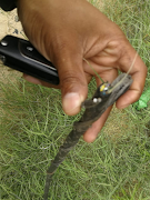 One of the fibreoptic communication cables which was cut, halting train services in Cape Town on November 30.