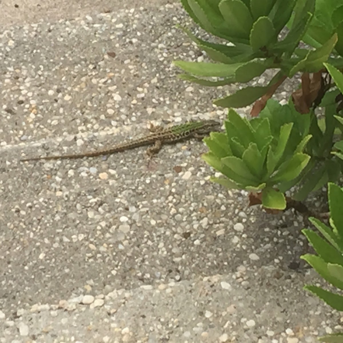 Italian Wall Lizard