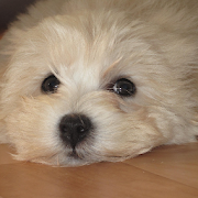 Maltipoo Dogs Wallpapers 1.0 Icon