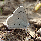 Holly Blue