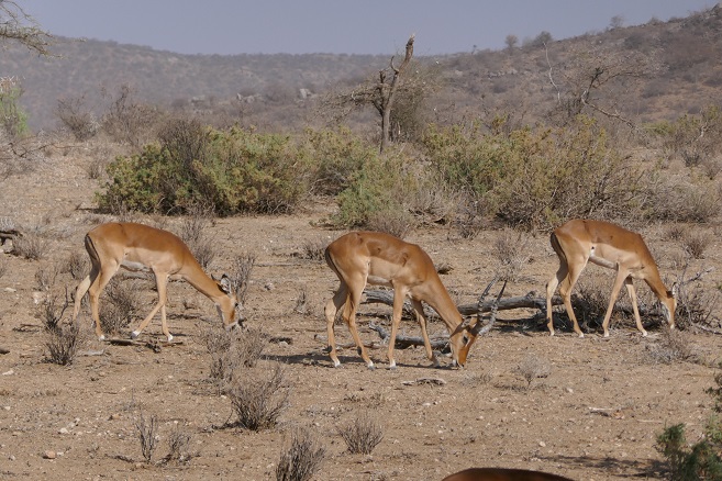 Sábado: Empieza el safari (de Nairobi a Samburu, 320km - 6 h) - Kenia: 7 días de safari y 4 de playa (3)