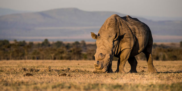 wHITE RHINO