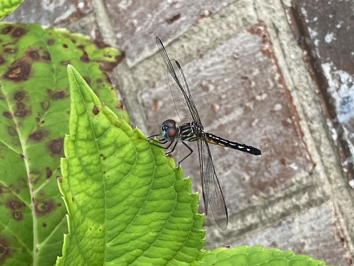 Blue Dasher (female)