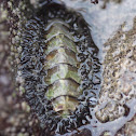 Mossy Chiton