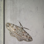 Common Gray moth