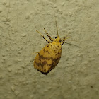 Lichen moth