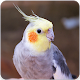 Download Falk Bird Song : Falk Bird Sing & Falk Bird Sound For PC Windows and Mac 1.1.0