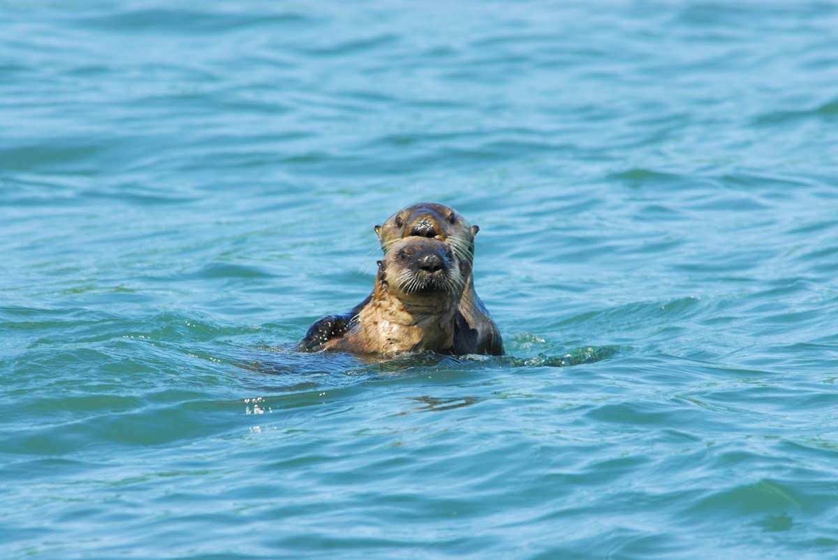 Beaver