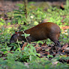 Central American Agouti