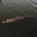 American Alligator