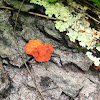 Cinnabar Polypore