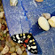 Scarlet Tiger Moth