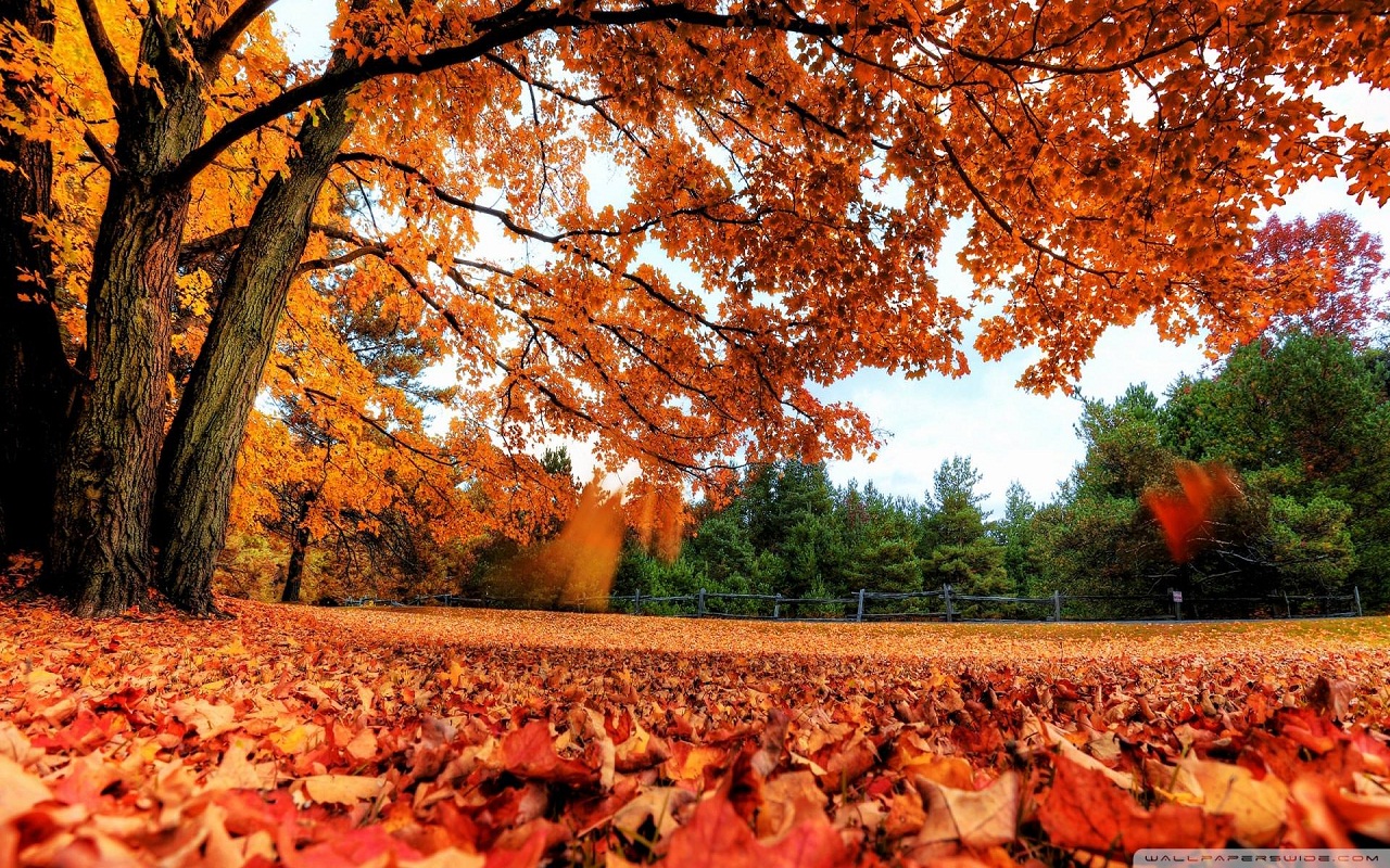 Autumn Wallpaper Preview image 4