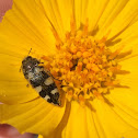 Tumbling Flower Beetle