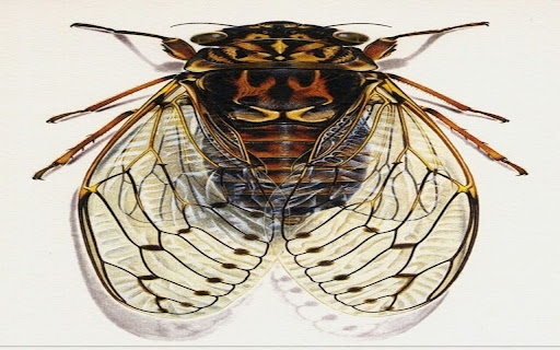 cicada wallpaper screenshot 1