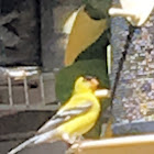 American Goldfinch