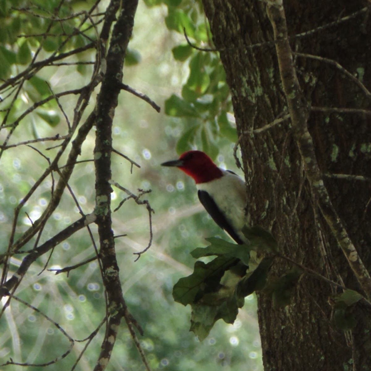 Red-headed Woodpecker