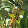 American Bird Grasshopper